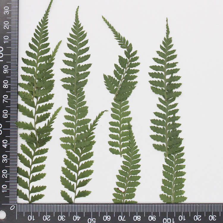 Dried Pressed Fern Leaves 1