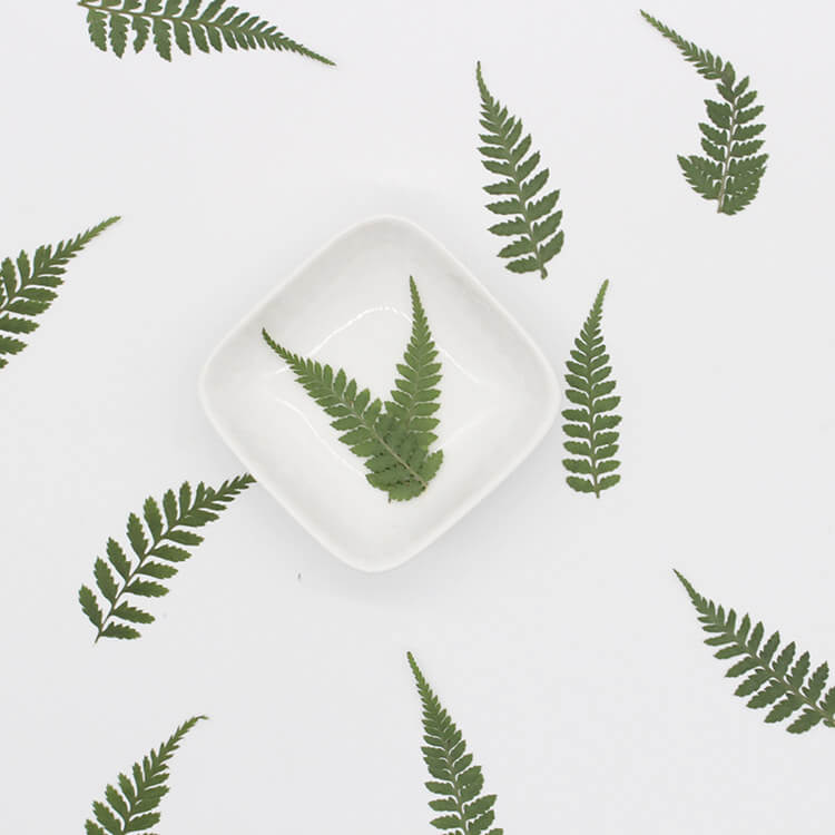 Dried Pressed Fern Leaves