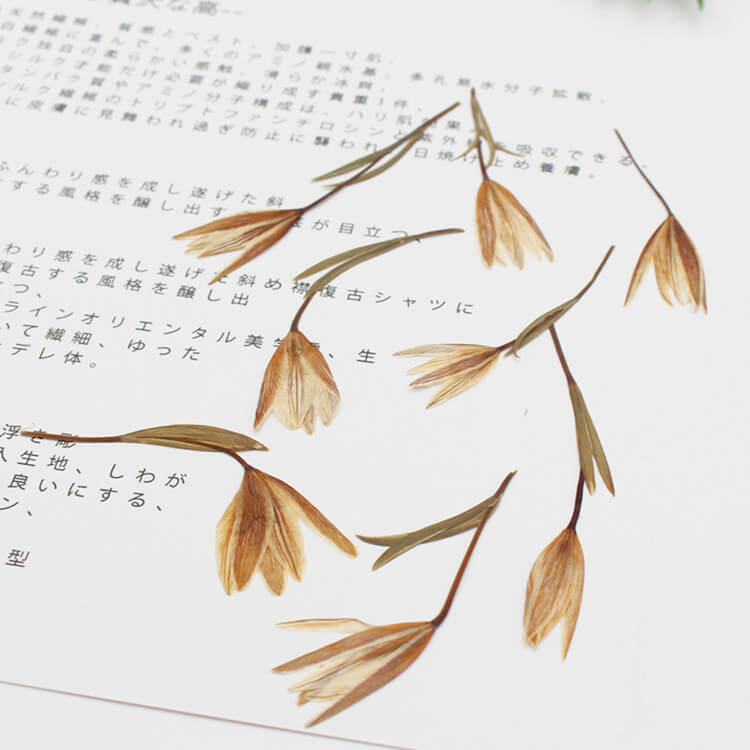 Dried Pressed Double-leaf Lilies